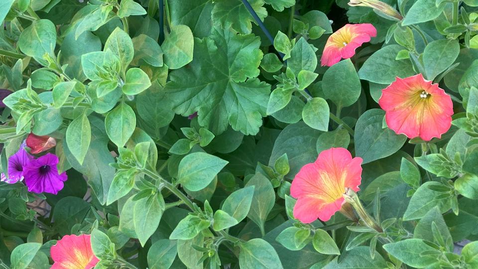 Spring Annuals