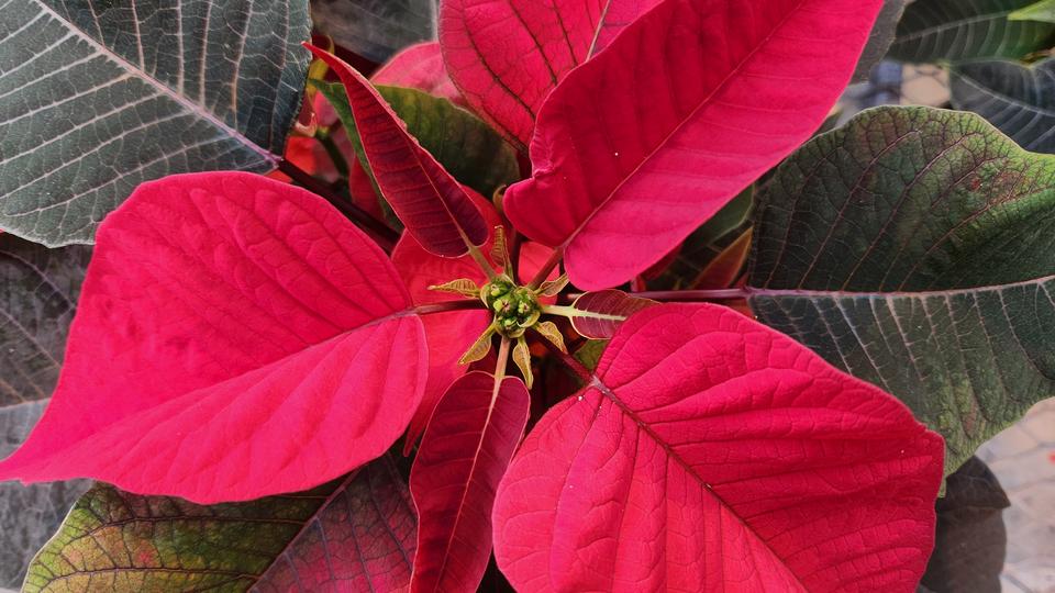 Poinsettia 2024