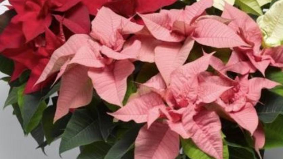 picture 1 red, 1 white, and 1 pink poinsettia plants